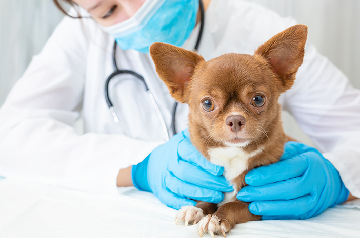 I cani hanno bisogno di un vaccino contro la rabbia ogni anno?