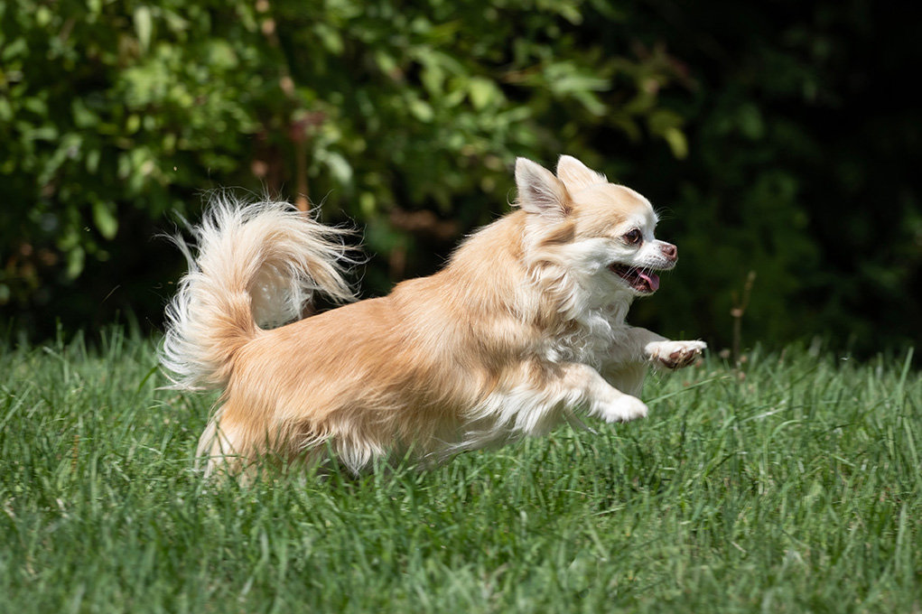 4 Fakta Menarik mengenai Karakter Anjing Chihuahua