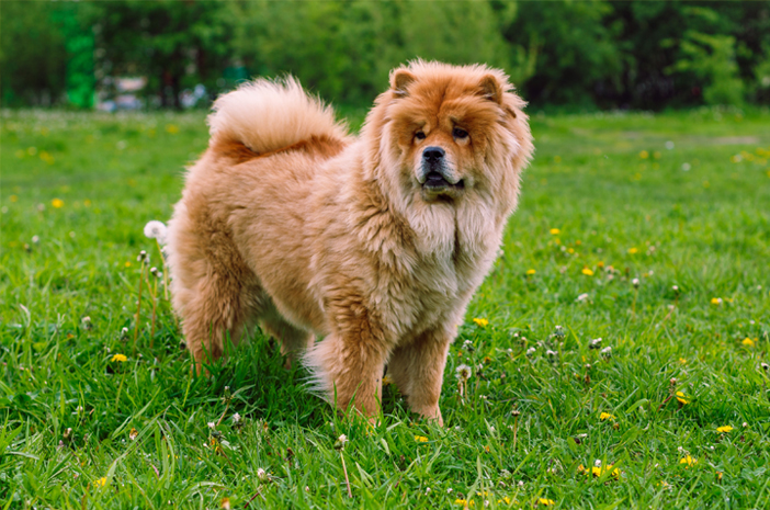 Запознайте се с 5 интересни факта за кучетата чау-чау