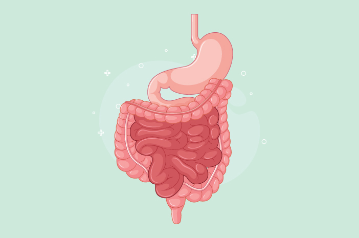 口から胆嚢まで、これらは消化器系の器官です