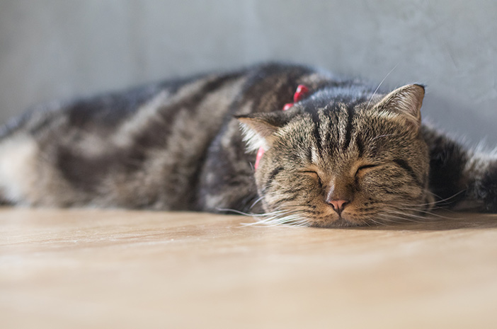Разпознайте симптомите на котки, засегнати от COVID-19