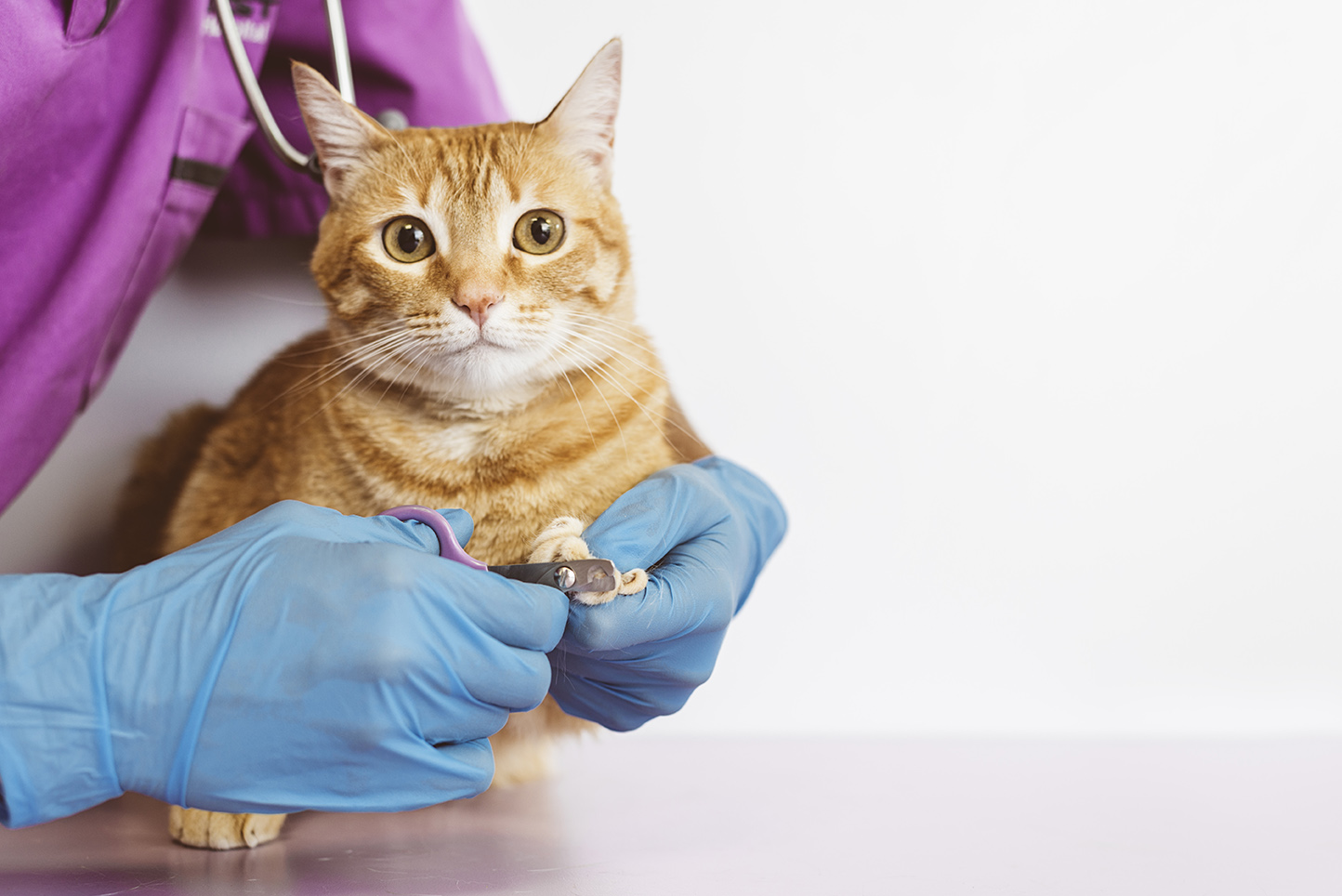 Трябва ли ноктите на котките да се подрязват редовно?