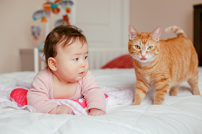 赤ちゃんを産んでいる間に猫を飼うのは安全ですか？