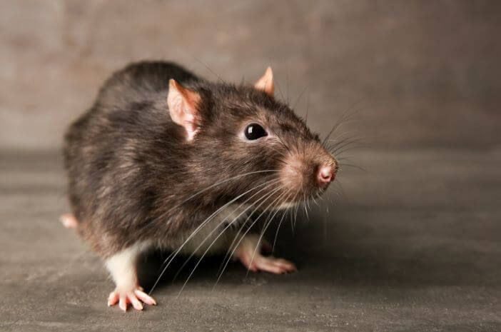 Attenzione alle 5 malattie causate dai ratti