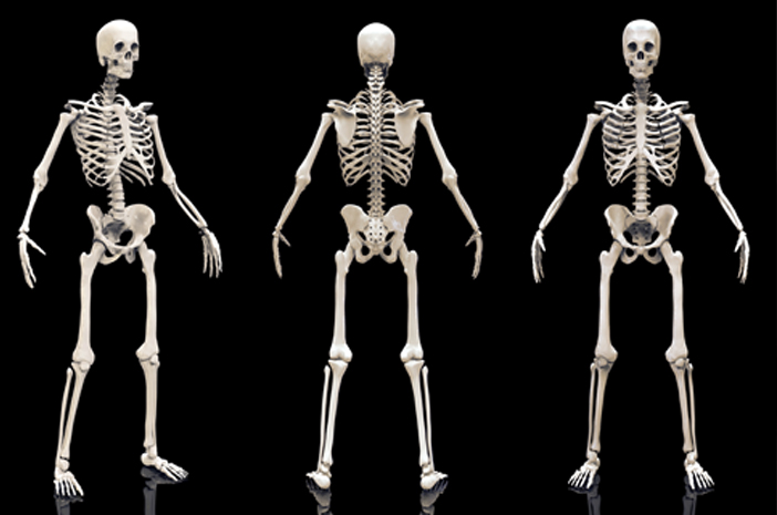 Queste sono le 4 funzioni dello scheletro e delle sue parti