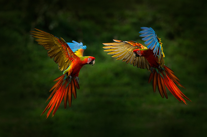 Diversi tipi di pappagalli che hanno belle voci