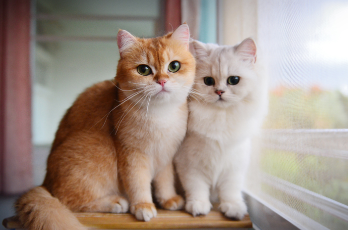 4 вида очарователни домашни котки