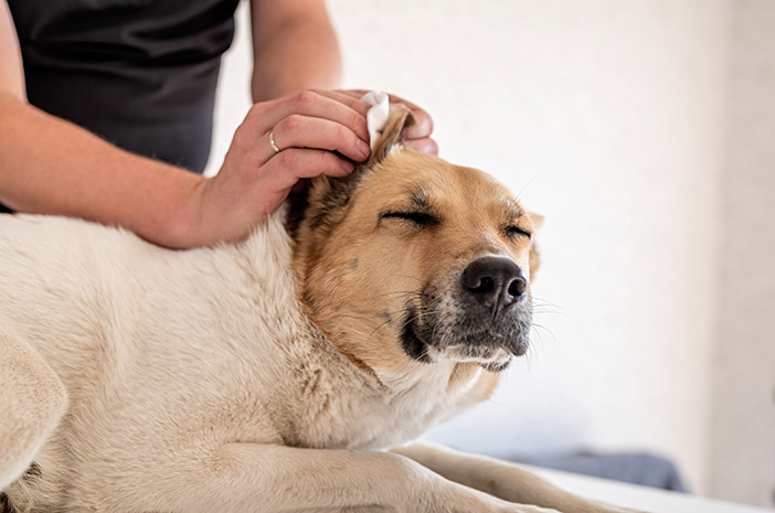 Köpek Kulak Sağlığının Bakımı İçin İpuçları