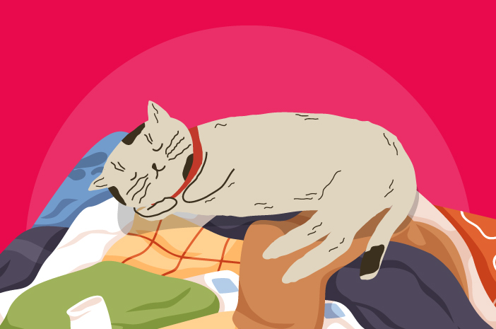 Защо котките обичат да спят на дрехи?
