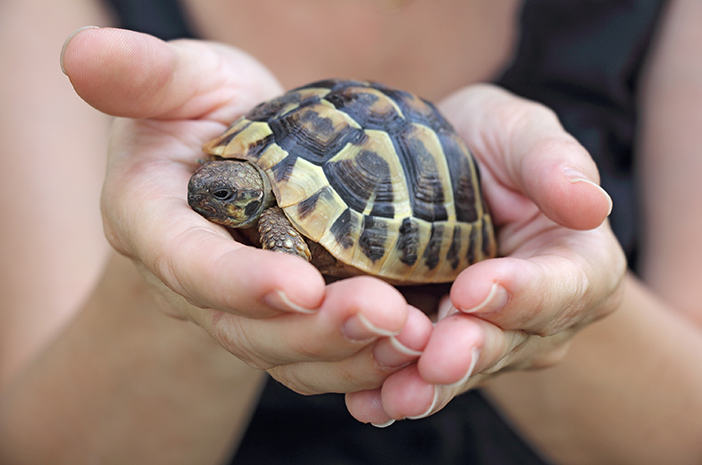 Kaplumbağa yetiştirmeden önce şu 5 şeye dikkat edin