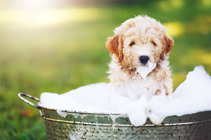3 неща, на които трябва да обърнете внимание, когато къпете кучето си