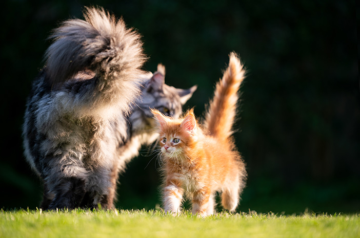 Cara Merawat Kucing Parsi Mengikut Jenis
