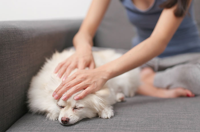 5 начина да се грижите за кучешката коса, която не пада лесно