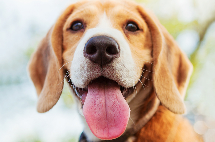 نصائح للتغلب على رائحة الفم الكريهة في الكلاب الأليفة
