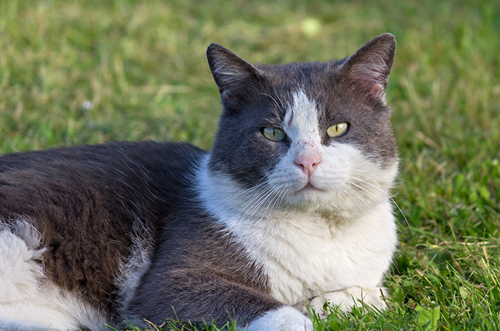 Moggy Kedilerin Gerçekten Daha Güçlü Bir Bağışıklığı Var mı?