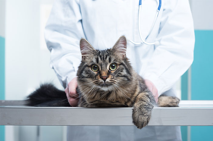 طريقتان لمنع القطط الأليفة من الإصابة بفيروس Panleukopenia الطبيعي