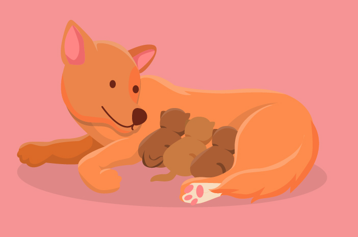 7 cose a cui prestare attenzione dopo il parto del cane