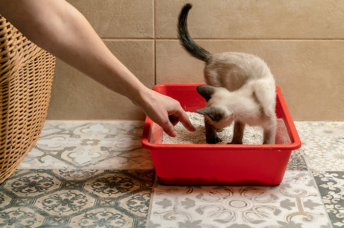 4 начина да преодолеете миризлива клетка за котки