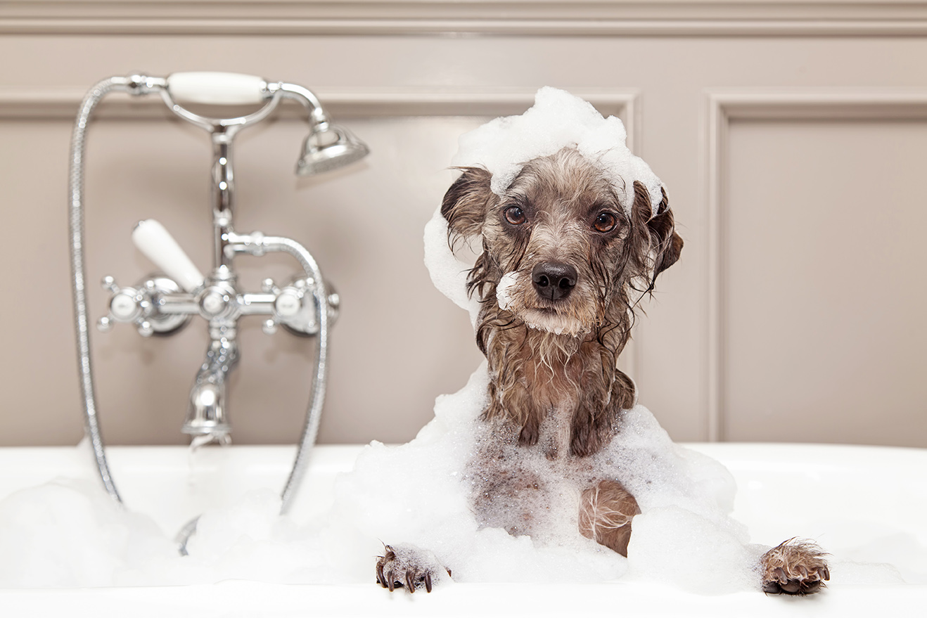 Bagaimana Memilih Syampu yang Baik untuk Anjing?