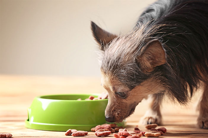 Ръководство за приготвяне на храна за кучета у дома