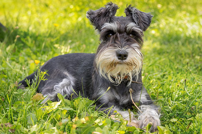 تعرف على 6 حقائق مثيرة للاهتمام حول Schnauzer Dogs