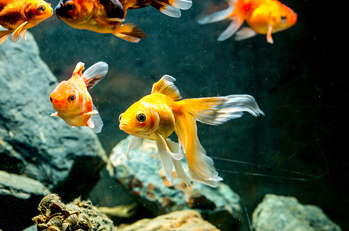 Suggerimenti per la scelta del mangime per pesci ornamentali