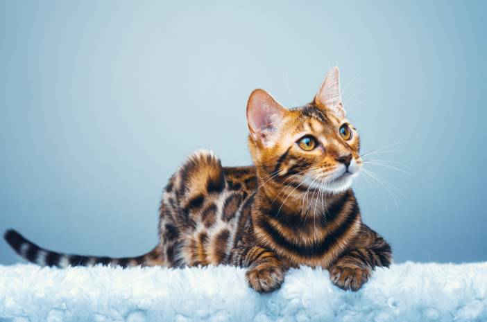 6 modi corretti per prendersi cura di un gatto bengala