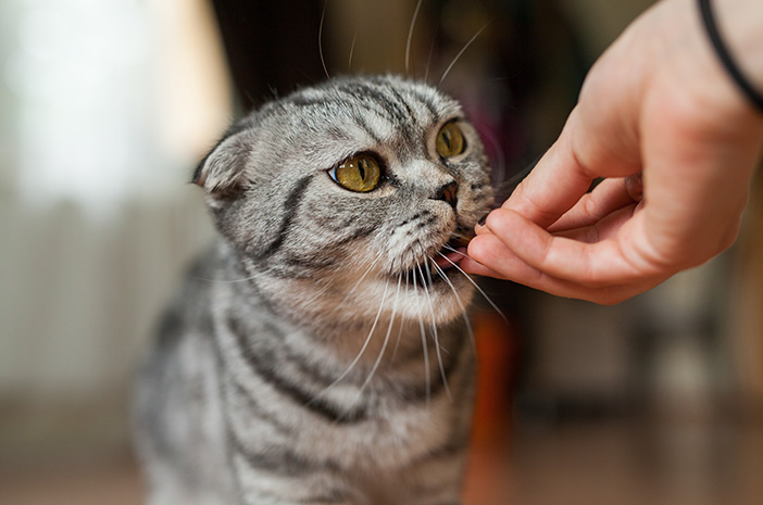 อาหาร 7 ชนิดที่เป็นอันตรายต่อแมว