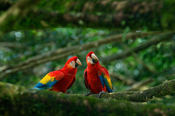 Как да обучим папагал да говори бързо