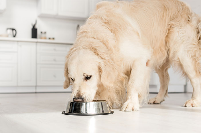 Ini adalah 5 Cara Mengekalkan Selera Anjing Kanan