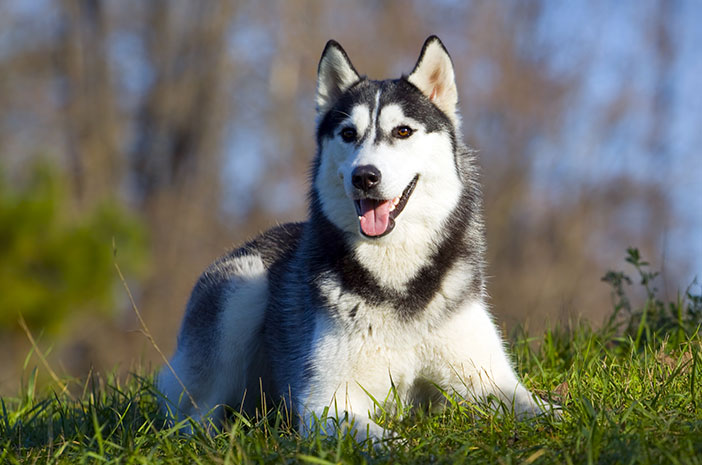 Conoscere 5 modi giusti per prendersi cura di un cane husky siberiano