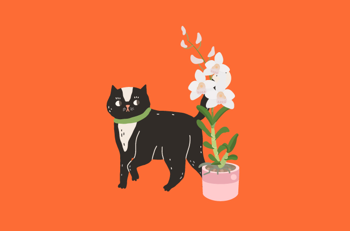 ดอกไม้และพืชชนิดใดที่ปลอดภัยสำหรับแมว