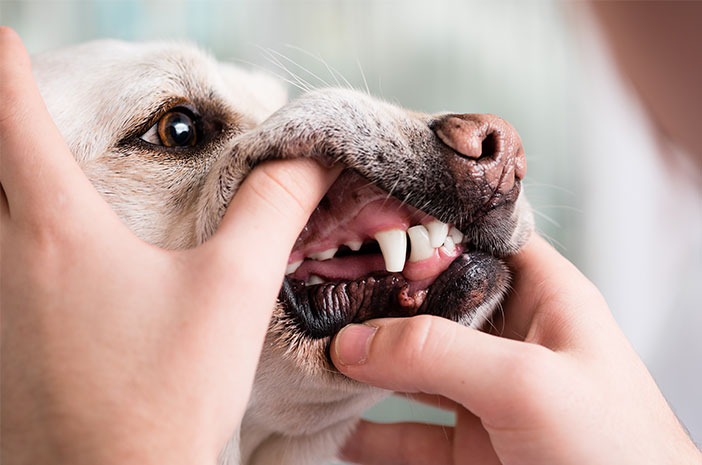 ペットの犬の歯の健康を維持する方法は次のとおりです
