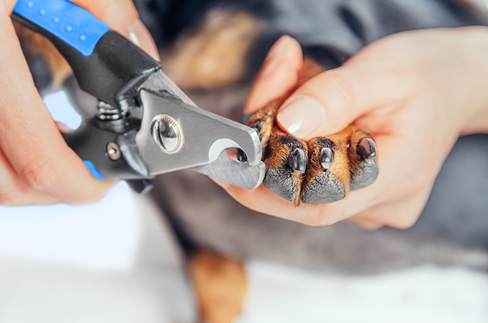 Qual è il modo più sicuro per tagliare le unghie di un cane?