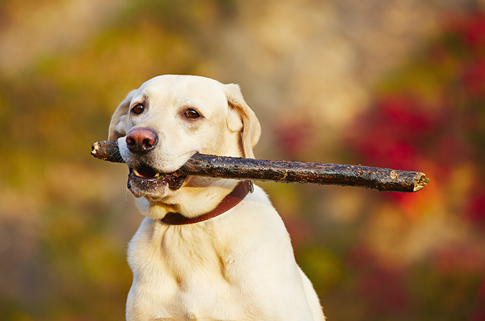 これがあなたができるラブラドールレトリバー犬を訓練する方法です