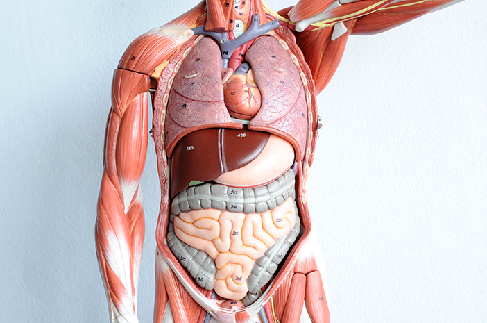 Anatomik Patoloji, Hastalık Teşhisi İçin Vücut Yapısı İncelemesi