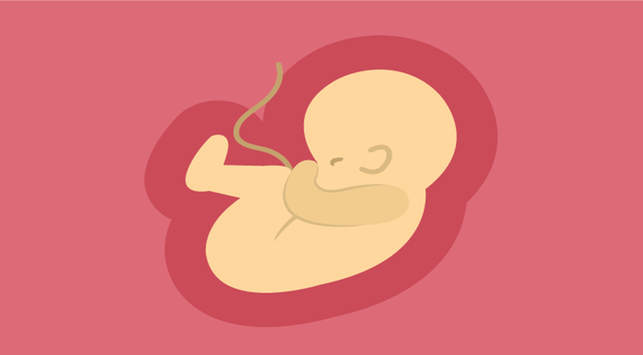 胎児が各学期にどのように発達するか知りたいですか？
